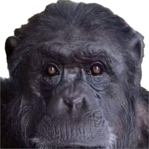 IMNOTCRAZYINSTITUTION