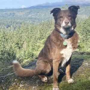 Ellipsis... 🇨🇦