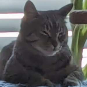 Juniper (she/her) 🫐